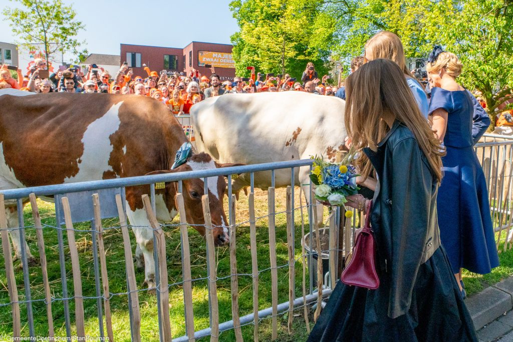 Alexia, Amalia en Maxima bij de koeien